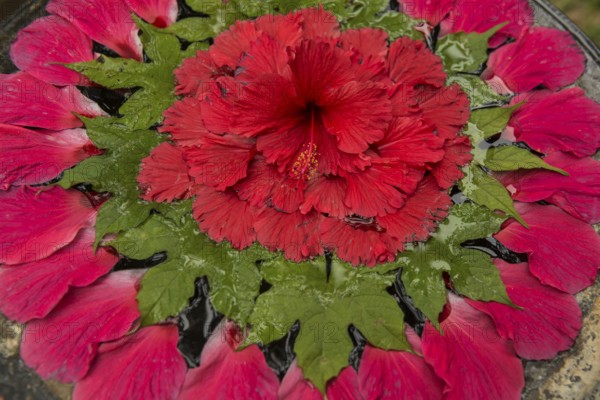 Flower decoration made of blossoms in a luxury resort, Klong Khong Beach, Sala Dan, Ko Lanta, Koh