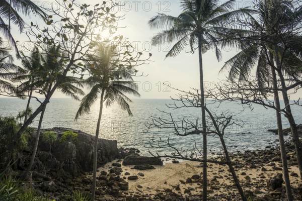 Sandy beach beach and coconut palms, Tricky-Trocky Beach, Sala Dan, Ko Lanta, Koh Lanta, Krabi