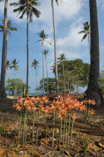 Lilies and coconut palms, Secret Beach, Sala Dan, Ko Lanta, Koh Lanta, Krabi Province, Southern