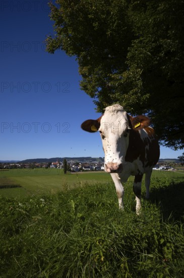 Dairy cow, cow, plagued by flies, mosquitoes, in the background Ettiswil, Canton Lucerne,