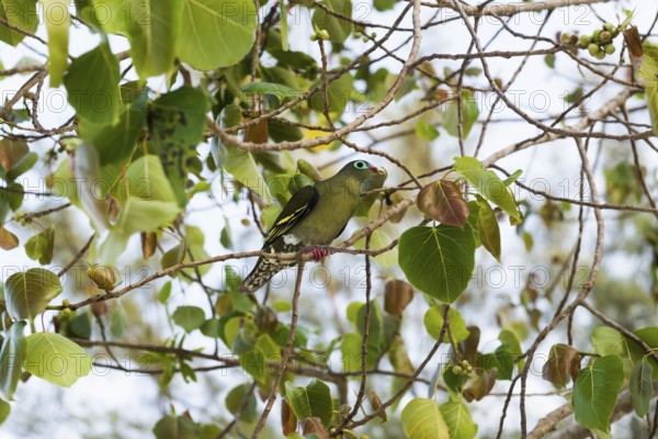 Green pigeon, Sunrise Beach, Koh Hai, Ko Ngai, Krabi Province, Trang, Southern Thailand, Andaman