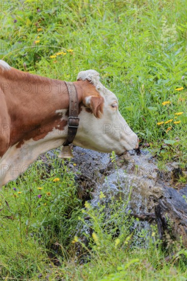 A Holstein-Friesian cow stands on a green mountain pasture in the Eng valley, Austria, drinking