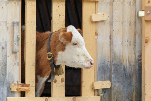 A Holstein-Friesian calf sticks its head through a wooden fence in the barn wall and looks out. Eng