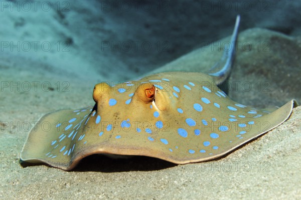 Blue spotted stingray (Taeniura lymma) from the front, lying on sandy bottom Red Sea, Hurghada,
