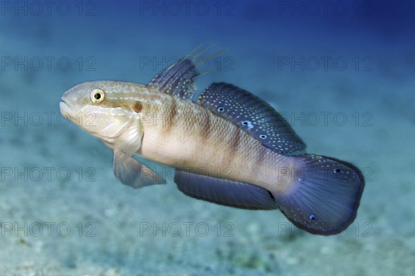 Butterfly goby, also known as green goby (Amblygobius albimaculatus), swims over sandy bottom, Red