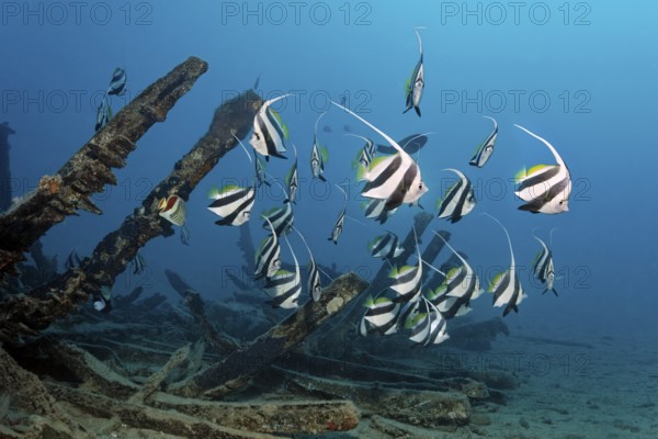 Schooling bannerfish (Heniochus diphreutes) seeks shelter in an old wooden shipwreck, Red Sea, Port