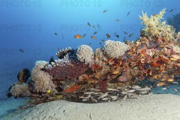 Shoal of striped coral catfish (Plotosus lineatus), hiding under coral reef, Red Sea, Sharm el