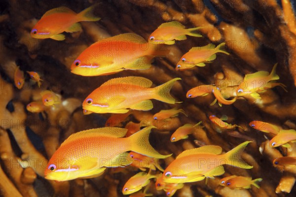 Shoal of red sea bass (Pseudanthias taeniatus) in front of fire coral, Red Sea, Sharm el Sheik,