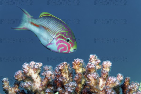 Red Sea Junker (Thalasoma klunzingeri) swimming over stony coral, Red Sea, Sharm el Sheik, Egypt