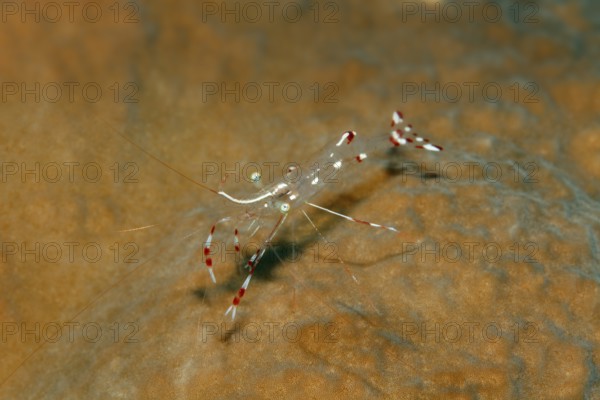 Red Sea partner shrimp (Periclimenes longicarpus) sitting on coral, Red Sea, Sharm el Sheik, Egypt