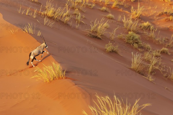 Gemsbok (Oryx gazella). Roaming the dunes of the Namib Desert. Aerial view from a helicopter.