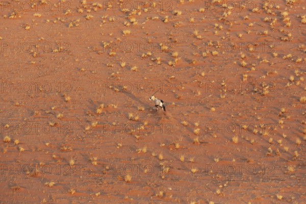 Gemsbok (Oryx gazella). At a sandy plain in the Namib Desert. Aerial view from a helicopter.