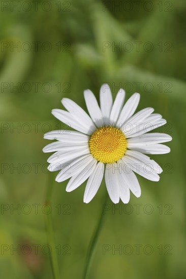Daisy (Leucanthemum vulgare), flower in a meadow, close-up, macro, Wilnsdorf, North