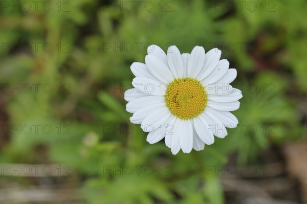 Daisy (Leucanthemum vulgare), flower in a meadow, close-up, macro, Wilnsdorf, North