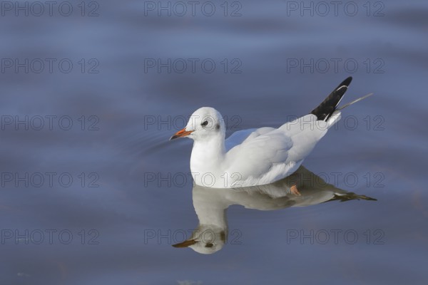 Black-headed gull (Chroicocephalus ridibundus), swimming on the lake, with reflection, Chiemsee,