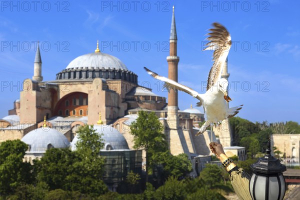 People feeding seagulls near Hagia Ayasofya, Sophia Grand Mosque in Istanbul, Turkey. Marvel of