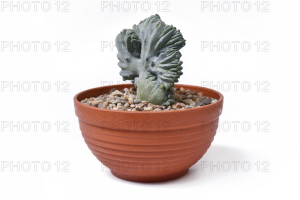 Shrubby 'Myrtillocactus Geometrizans f. Cristata' cactus with candelabra-like branching in flat