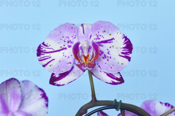 Close up of two colored purple and white flower of 'Phalaenopsis Magic Art' orchid on blue