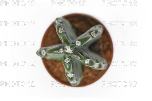 Top view of potted Cereus Jamacaru 'Cuddly Cactus' cactus houseplant without spikes on white