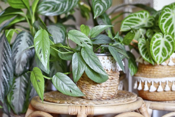 Tropical 'Epipremnum Pinnatum Cebu Blue' houseplant with silver-blue leaves with other houseplant