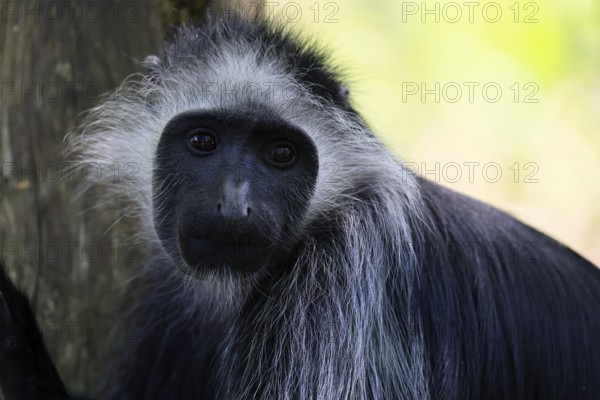 Bear snub-nosed monkey (Colobus polykomos), white-bearded snub-nosed monkey, bear snub-nosed