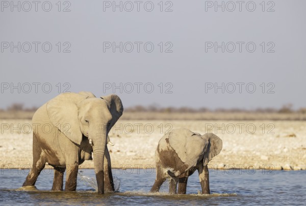 African Elephant (Loxodonta africana). Cow with calf at a waterhole. Etosha National Park, Namibia