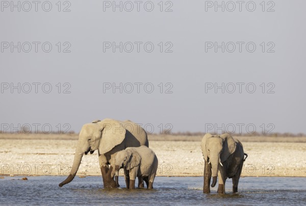 African Elephant (Loxodonta africana). Cow with two calves at a waterhole. Etosha National Park,