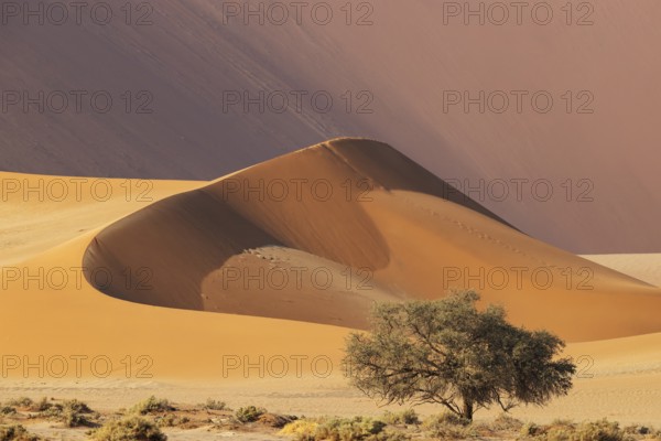 Sand dune and camelthorn tree (Vachellia erioloba) in the Namib Desert, Namib-Naukluft Park,