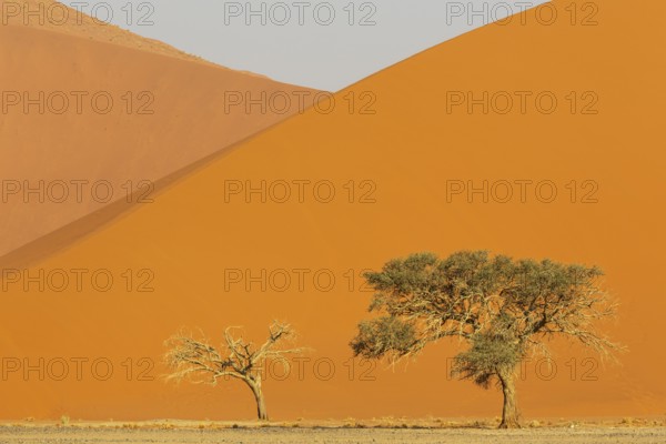 Sand dunes and camelthorn trees (Vachellia erioloba) in the Namib Desert, Namib-Naukluft Park,