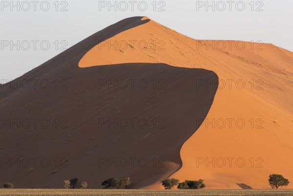 Sand dune and camelthorn trees (Vachellia erioloba) in the Namib Desert, Namib-Naukluft Park,