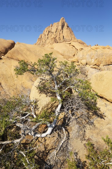 The isolated Spitzkoppe mountain (1728 m). In the foreground a rock fig species. Damaraland,