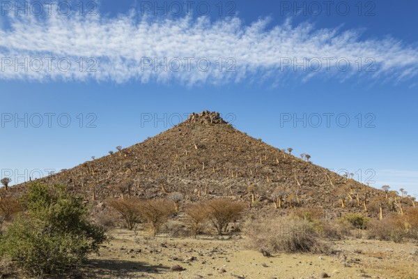 Quiver Tree (Aloidendron dichotomum). At the slope of a conical rock, a so-called Prince Albert