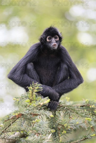 Brown-headed spider monkey (Ateles fusciceps rufiventris), alert, sitting, on tree, South America