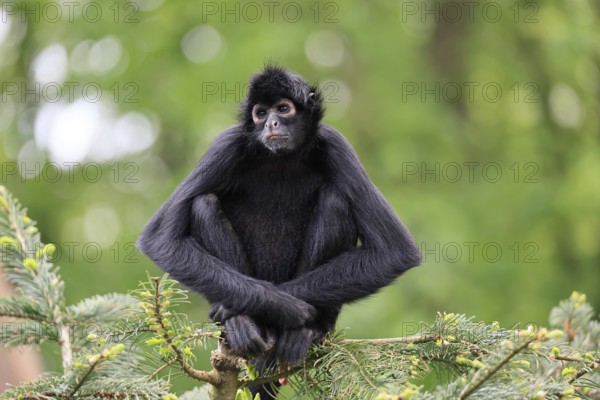 Brown-headed spider monkey (Ateles fusciceps rufiventris), alert, sitting, on tree, South America