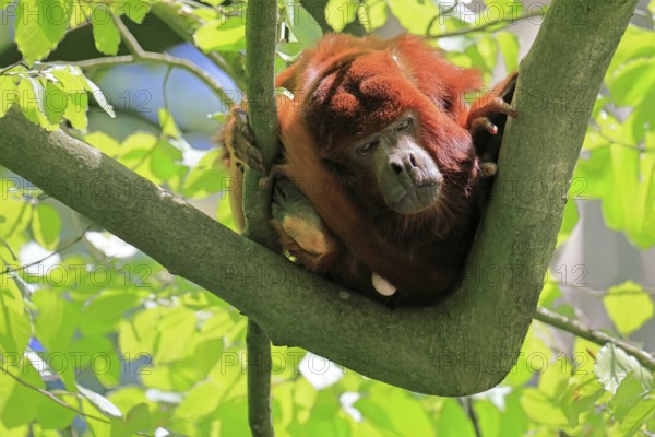 Venezuelan red howler (Alouatta seniculus), adult, on tree, alert, South America