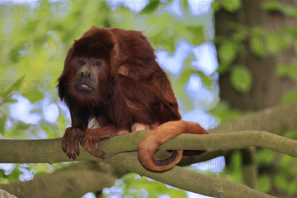 Venezuelan red howler (Alouatta seniculus), adult, sitting, on tree, alert, South America