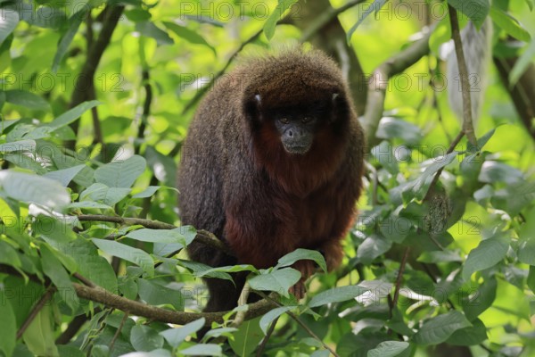 Coppery titi (Plecturocebus cupreus), adult, alert, on tree, South America