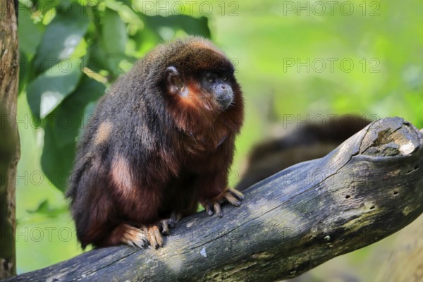 Coppery titi (Plecturocebus cupreus), adult, alert, on tree trunk, South America