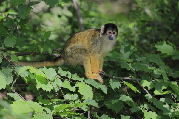 Black-capped squirrel monkey (Saimiri boliviensis), Black-capped squirrel monkey, adult, on tree,