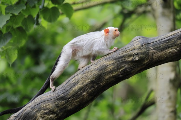 Silver marmoset (Mico argentatus, Syn.: Callithrix argentata), silver marmoset, adult, on tree