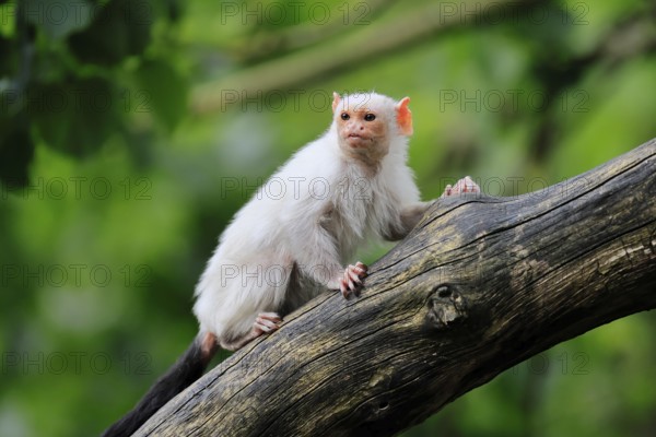 Silver marmoset (Mico argentatus, Syn.: Callithrix argentata), silver marmoset, adult, on tree
