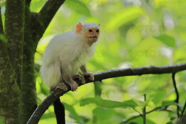 Silver marmoset (Mico argentatus, Syn.: Callithrix argentata), silver marmoset, adult, sitting on
