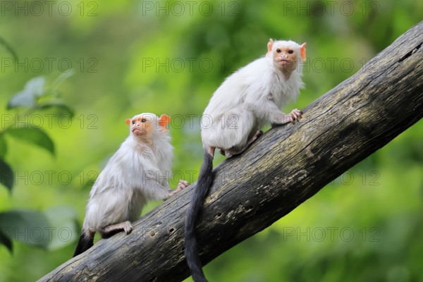 Silver marmoset (Mico argentatus, Syn.: Callithrix argentata), silver marmoset, adult, pair, on