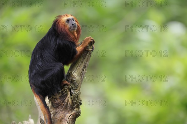 Golden-headed lion tamarin (Leontopithecus chrysomelas), adult, on tree trunk, vigilant, captive,