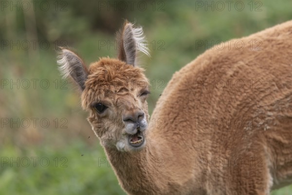 A guanaco stands in a lush green pasture, showing off its striking fur and curious expression. The