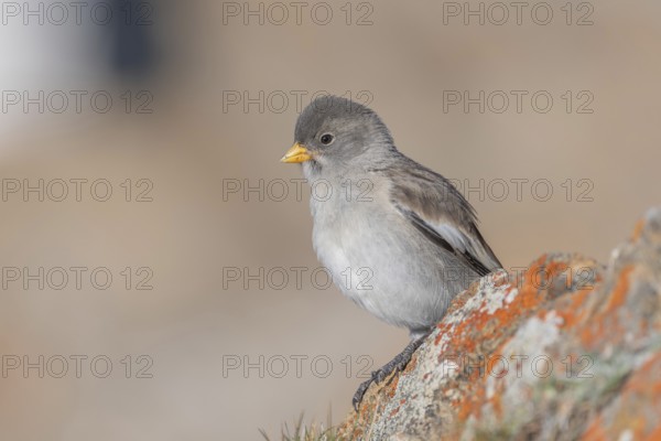 A young white snowfinch (Montifringilla nivalis) with grey feathers and a bright orange beak sits