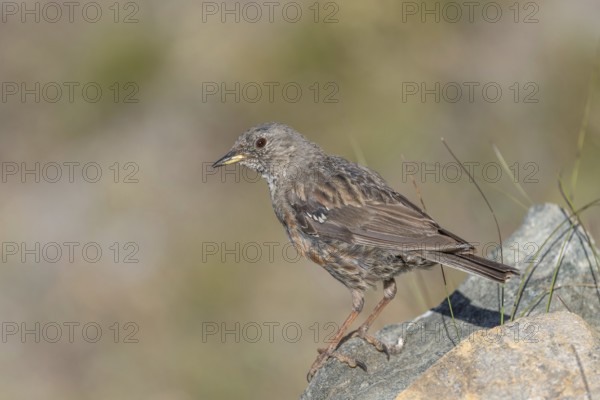 An Alpine Accentor (Prunella collaris) stands on a rocky surface beneath clear ski slopes. Its