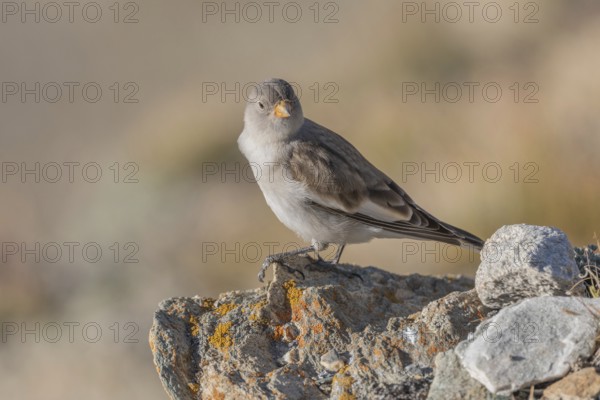 A young white snowfinch (Montifringilla nivalis) searches for food between rocks and grass. The