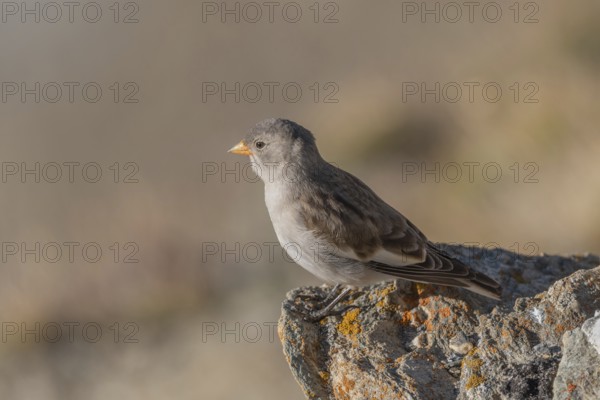 A young white snowfinch (Montifringilla nivalis) searches for food between rocks and grass. The