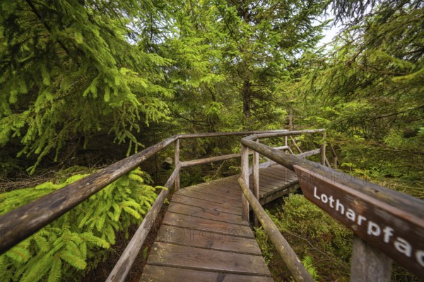 A wooden path with a name sign winds its way through dense, green forest, Lotharpfad, Black Forest,